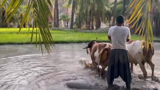 Farmer Plows Green Muddy Rice Paddy Puddle Field Bulls Farmland — Stock Video