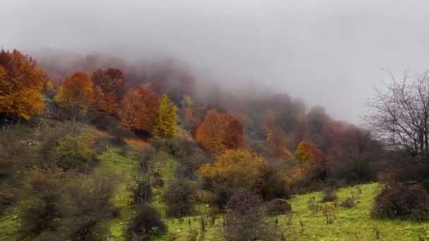 Walking Beautiful Colorful Wild Nature Unesco Forest Iran Autumn Hiking — 图库视频影像