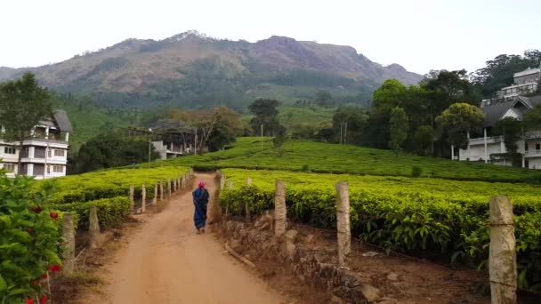 Woman Worker Walking Agriculture Road Amongst Fresh Green Tea Plantation — Stock video