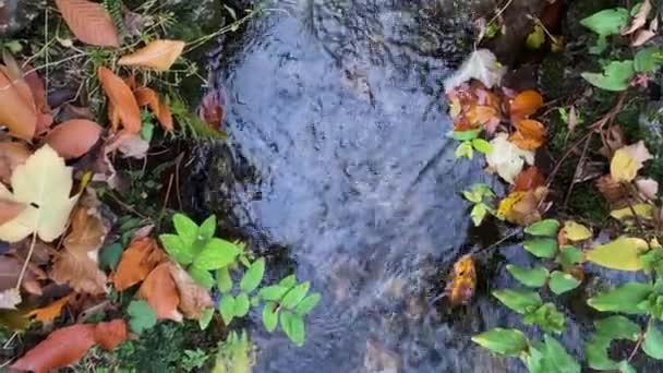 Water Spring Outlet Channel Stream Wild Forest Nature Landscape Green — Video