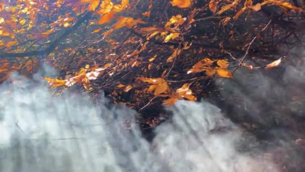 Yellow Leave Colorful Autumn Fall Season Heavy Wildfire Smoke Burning — Vídeos de Stock