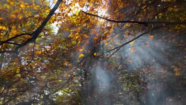 Sun Ray Comes Fire Smoke Forest — Stock video