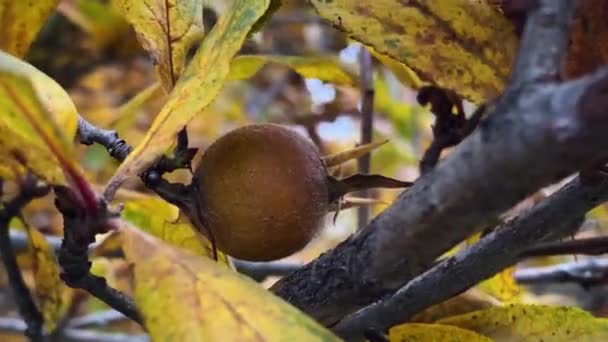 Close Medlar Wild Fruit Iran Forest Autumn Rain — Αρχείο Βίντεο
