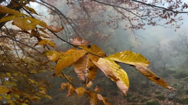 Rain Drops Fall Yellow Leaves Colorful Leave Trees Fall Ground — Stockvideo