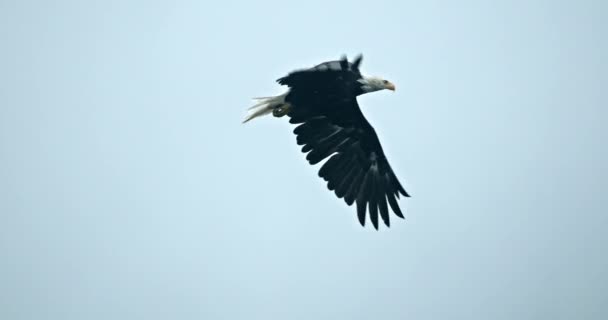 Bald Eagle Flying Sky Slow Motion Full Frame North American — Video