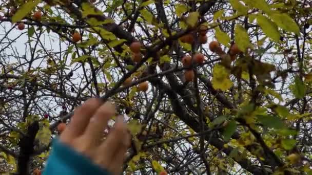 Beautiful Girl Wil Forest Picks Yellow Plum Colorful Autumn Tree — Αρχείο Βίντεο
