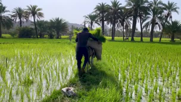 Persian Farmer Baluch Man Ride Donkey Loaded Bunch Rice Plants — Stockvideo