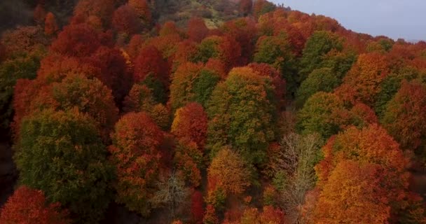 Flying Awesome Trees Fall Season Forest Warm Colors Leave Covered — Stockvideo