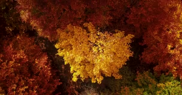 Heart Shape Maple Tree Golden Yellow Leave Colorful Forest Autumn — 图库视频影像