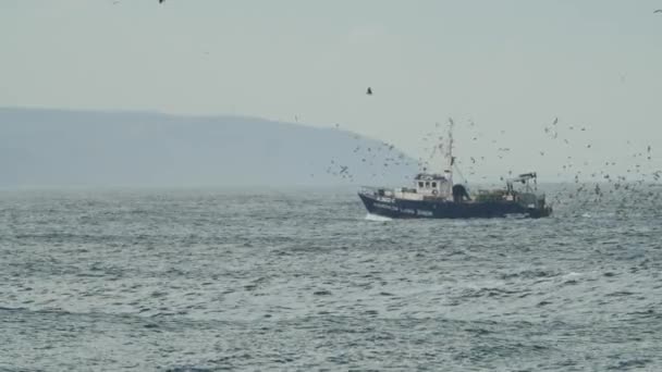 Fishing Boat Coming Home Full Seaguls — Vídeo de Stock
