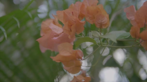 Beautiful Red Hawaiian Flowers Macro — Stock video