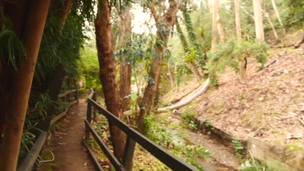 Beautiful Forest Path Trees — Vídeo de Stock