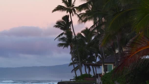 Hawaii Timelapse Ocean Treepalms — Vídeo de Stock