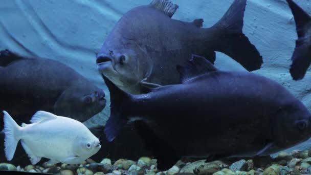 White Albin Fish Dark Fishes — Stock video