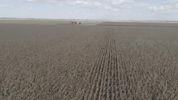 Vast Crop Field Corn Aerial Shot Approaching Machines — Vídeo de Stock