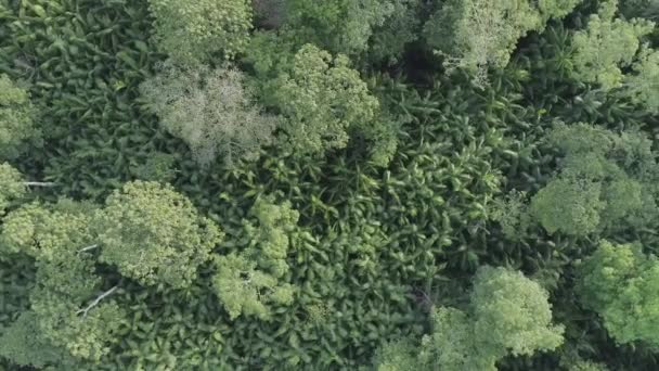 Acai Berry Trees Amazon Rainforest Aerial Moving Shot — 图库视频影像