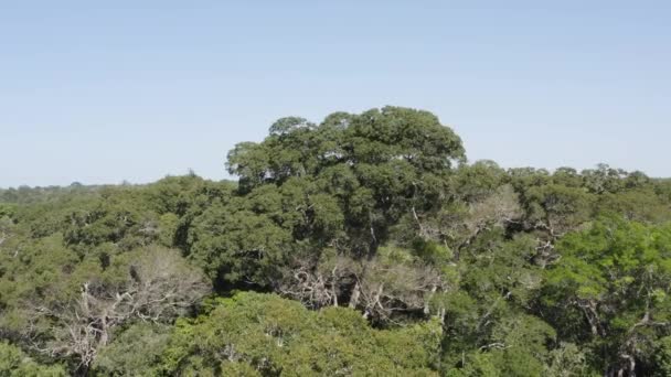 Huge Tree Approximation Aerial Drone Shot Revealing Trunk Forest — ストック動画