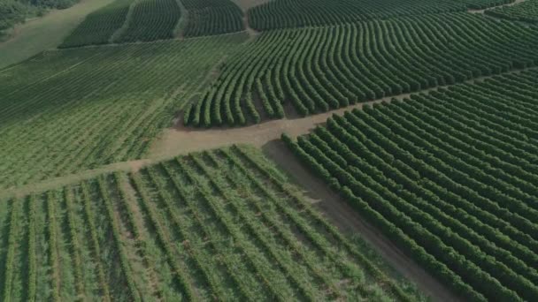 Coffee Crop Fields Aerial Shot Brazil — Stok video