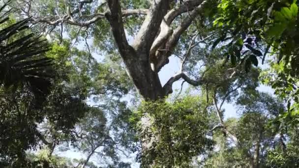 Gib Drone Moving Revealing Trunk Branches Huge Tree Forest — Stockvideo