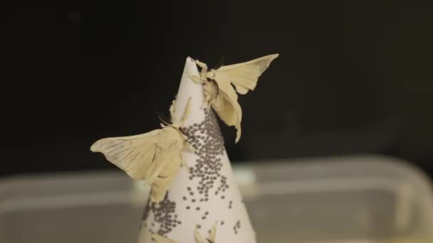 Silkworm Moth Conic White Paper Moving Wings Attempt Fly Black — Vídeo de stock