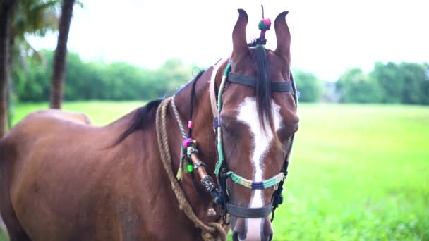 Beautiful Young Female Brown Horse — Video