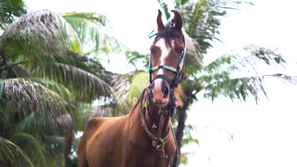 Beautiful Young Female Brown Horse — Video