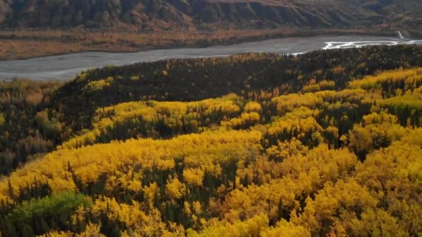 Beautiful Autumn Colors Mountain Alaska Autumnal Forest Yellow Leaves Tree — ストック動画