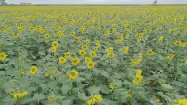 Sunflower Crop Plantation Aerial Showing Many Flowers — Vídeo de Stock