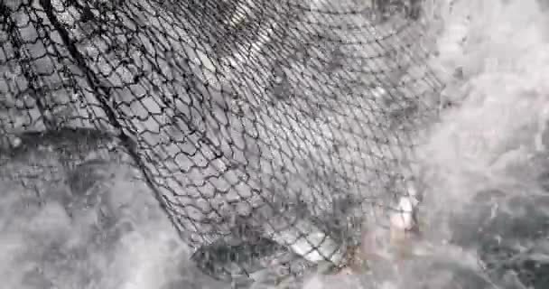 Fishing Net Full Freshly Caught Salmon Alaska Close — Stock video