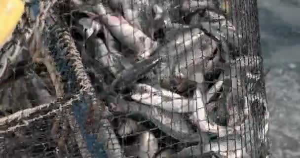 Transferring Freshly Caught Salmon Fish Fishing Net Boat Close Shot — Stock Video