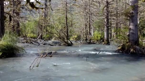 Fast Flowing Shallow Stream Old Forest Trees National Park Alaska — Stockvideo