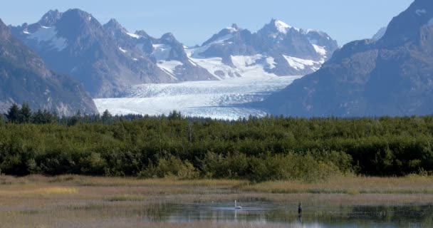 Glacier Mouth Mountains Alaska Green Forest Swan Shallow Pond Water — Stockvideo