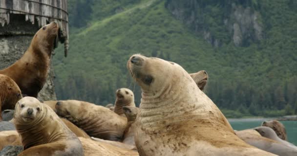 Flock Sea Lions Resting Coastline Alaska North American Animal Cold — Stockvideo