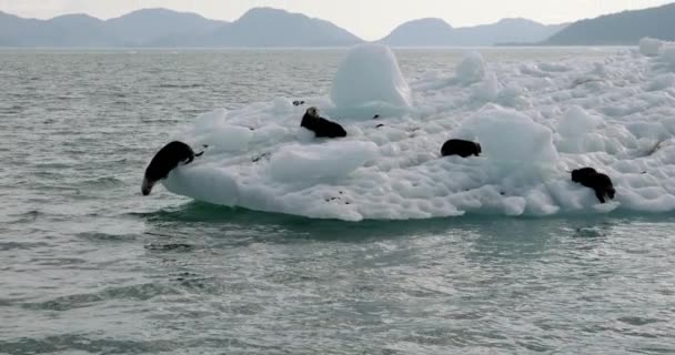 Sea Lions Jumping Iceberg Cold Ocean Water Animals Natural Habitat — Video Stock