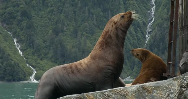 North American Sea Lion Pup Scenic Coastline Alaska Usa Slow — стокове відео