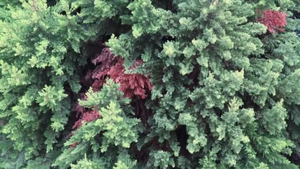 Green Coniferous Trees Some Water Drops Taken Day Time — Vídeo de stock