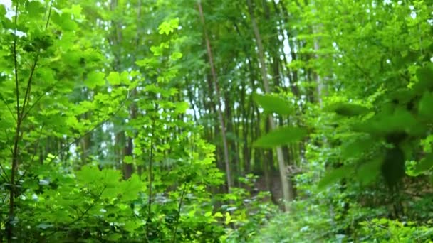 Глядя Яркое Небо Сквозь Зеленые Листья Temptup — стоковое видео