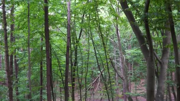 Dense Green Forest Tall Trees Looking Treetops Tilt — Vídeos de Stock