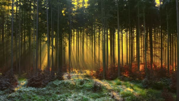 Eyecatcher Forest Sunbeams Shining Trees — Stockvideo