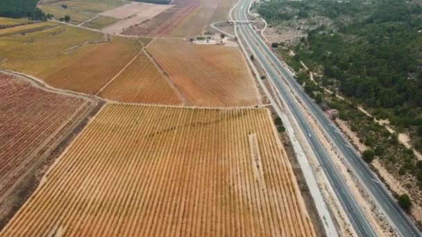 Aerial View Vineyards Highway Valencia Spain — Stock Video