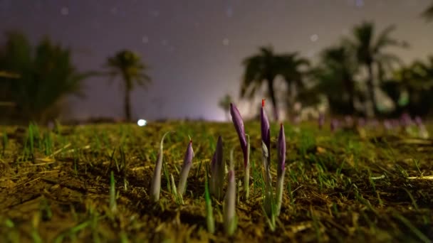Потрясающий Ночное Небо Timelapse Шафран Расти Земле Центральной Пустыне Ирана — стоковое видео