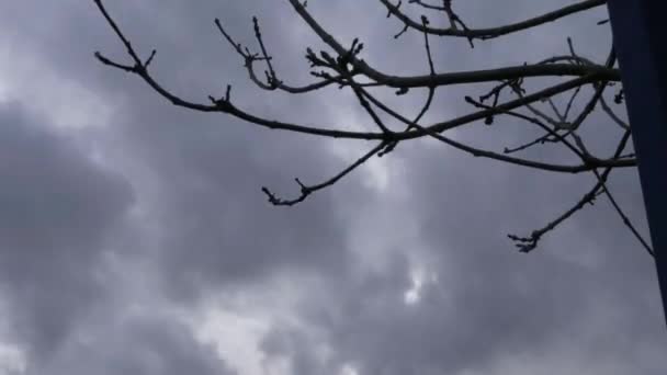 Timelapse Dark Storm Clouds Passing Tree Winter — Vídeo de Stock