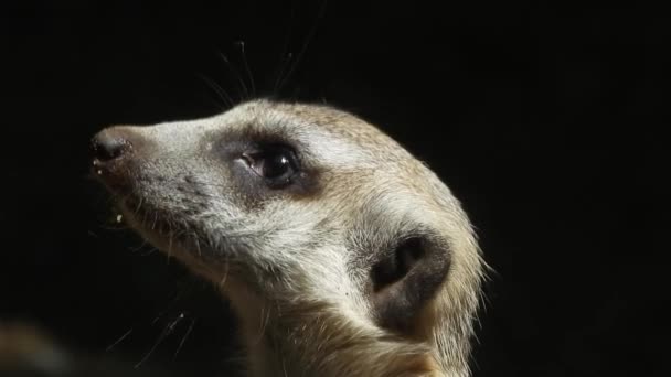 Close Meerkat Curious Face Gimbal Shot — Vídeo de Stock