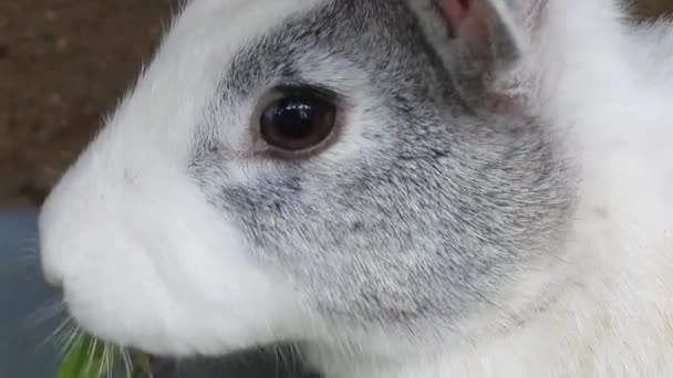 Close Cute Rabbit Feeding Vegetable Gimbal Shot — Vídeo de Stock