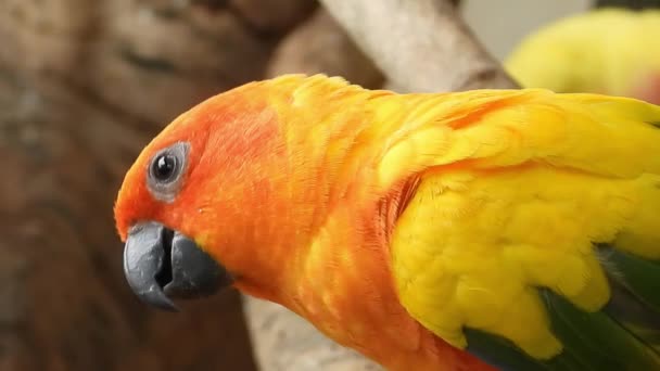 Close Sun Conure Perched Tree Branch Gimbal Shot — ストック動画