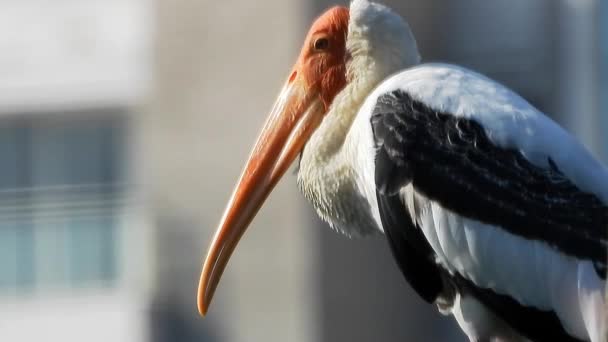 Close Stork Perched Windy Day Gimbal Shot — Stock video