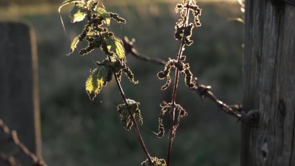 Stinging Nettles Backlit Farmers Field — Stockvideo