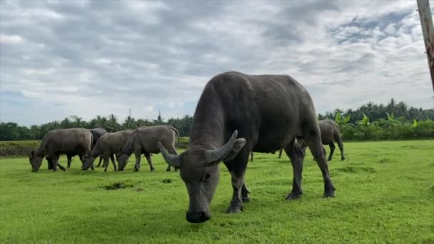 Carabao Buffalo Eating Grass Grazing Animal Livestock Field — Wideo stockowe