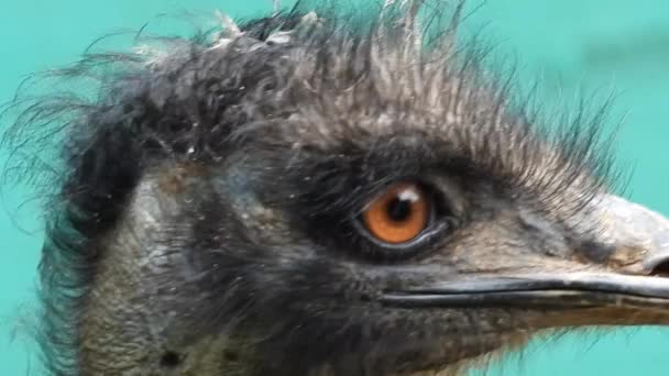 Close Eye Emu Dromaius Novaehollandiae Gimbal Shot — Stock video