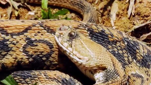 Close Coiled Snake Gimbal Shot — Vídeo de Stock